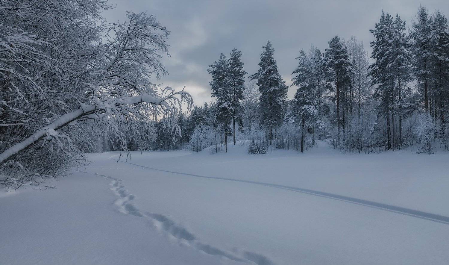 зима, декабрь, снег, лес, деревья, сосны, следы, Ра Вера