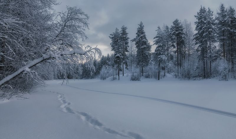 зима, декабрь, снег, лес, деревья, сосны, следы Хмурый декабрь фото превью