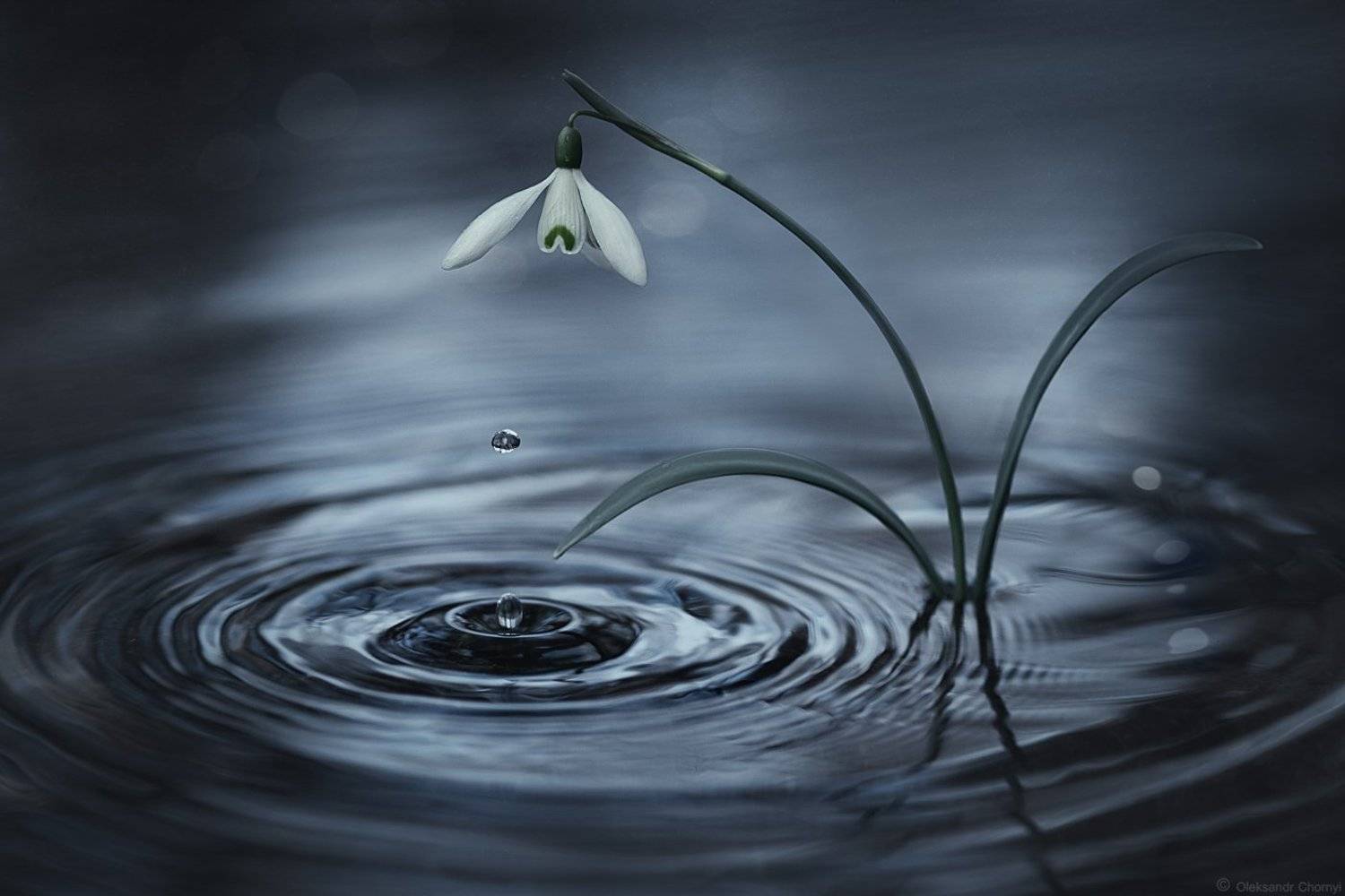 украина, коростышев, весна, подснежник, цветок, макро, макро мир, макро истории, вода, рябь, тишина, слеза, трепет, чувства, шепот, вдохновение, фотограф, чорный, Александр Чорный