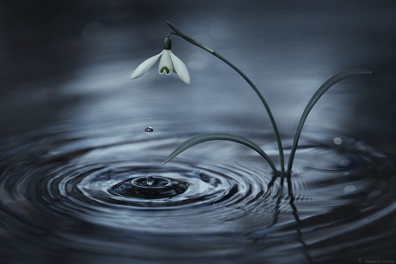 украина, коростышев, весна, подснежник, цветок, макро, макро мир, макро истории, вода, рябь, тишина, слеза, трепет, чувства, шепот, вдохновение, фотограф, чорный \
