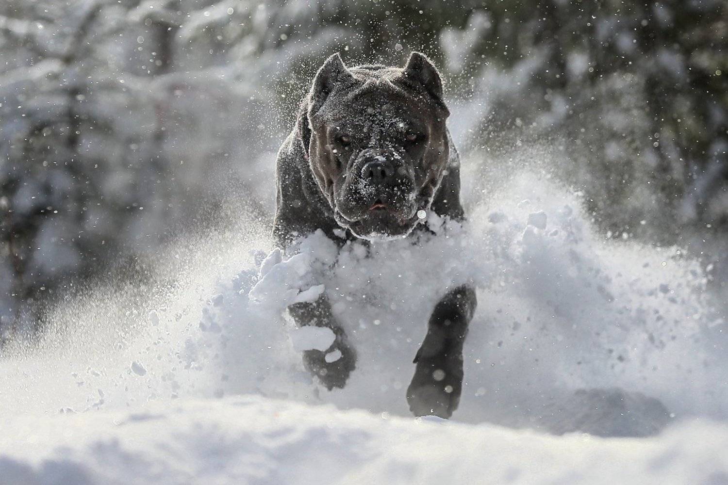, Андрей Ершов