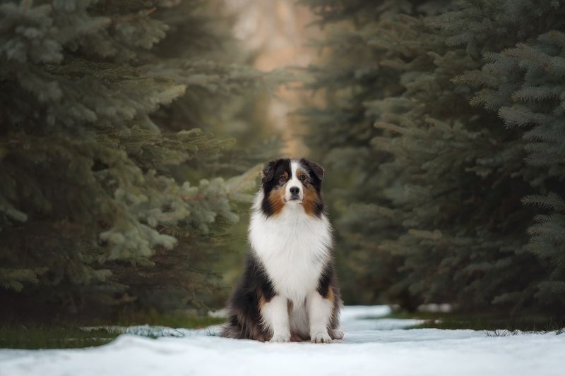 *** фото превью