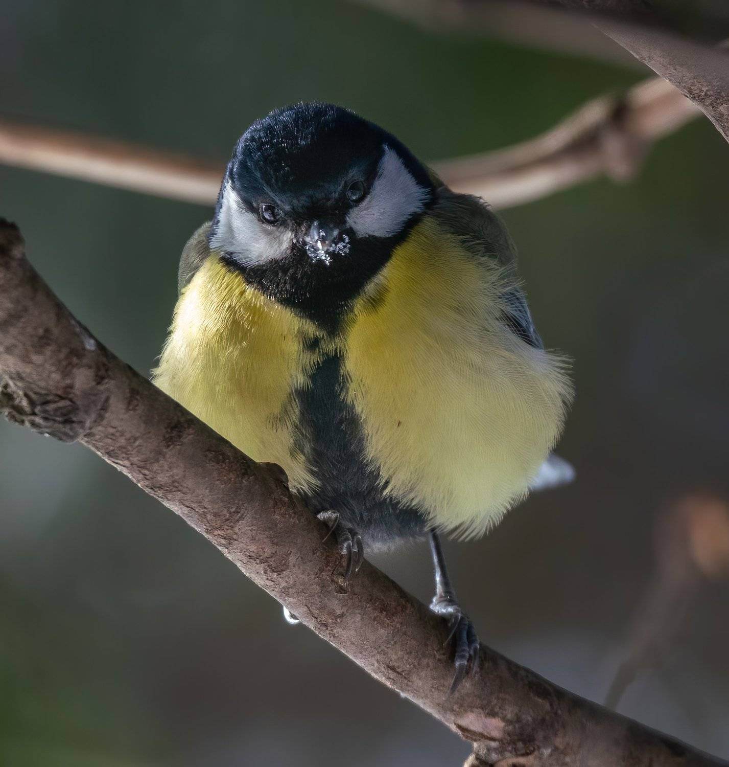 , Константин Дэм