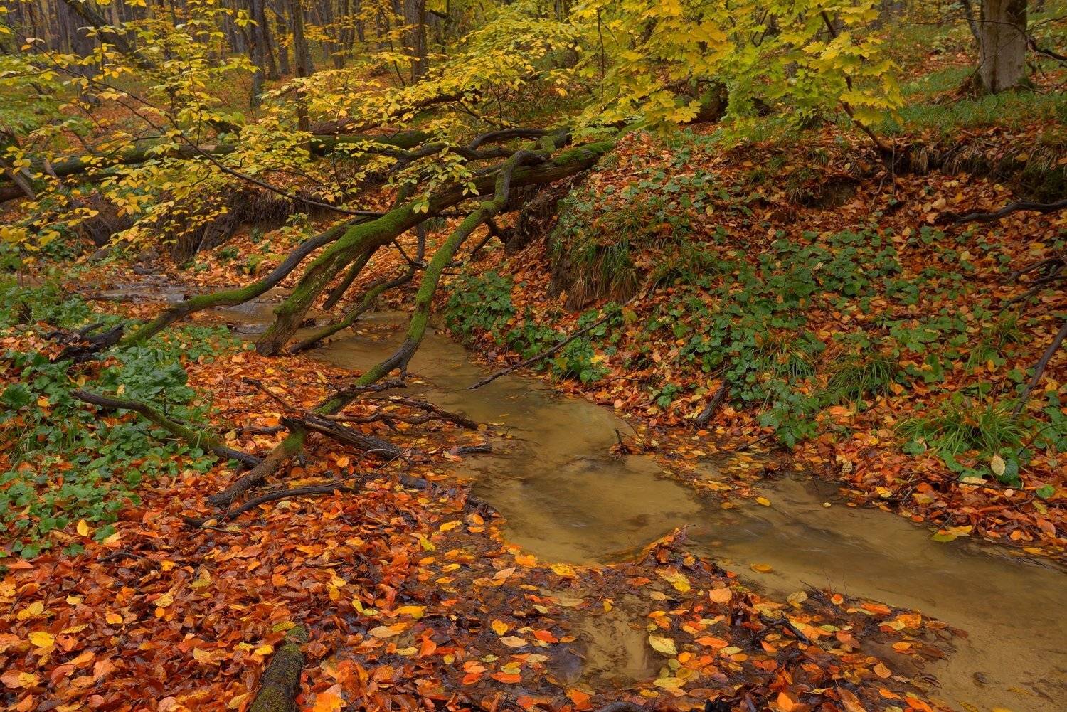 осень листва утро лес ручей, Александр Жарников