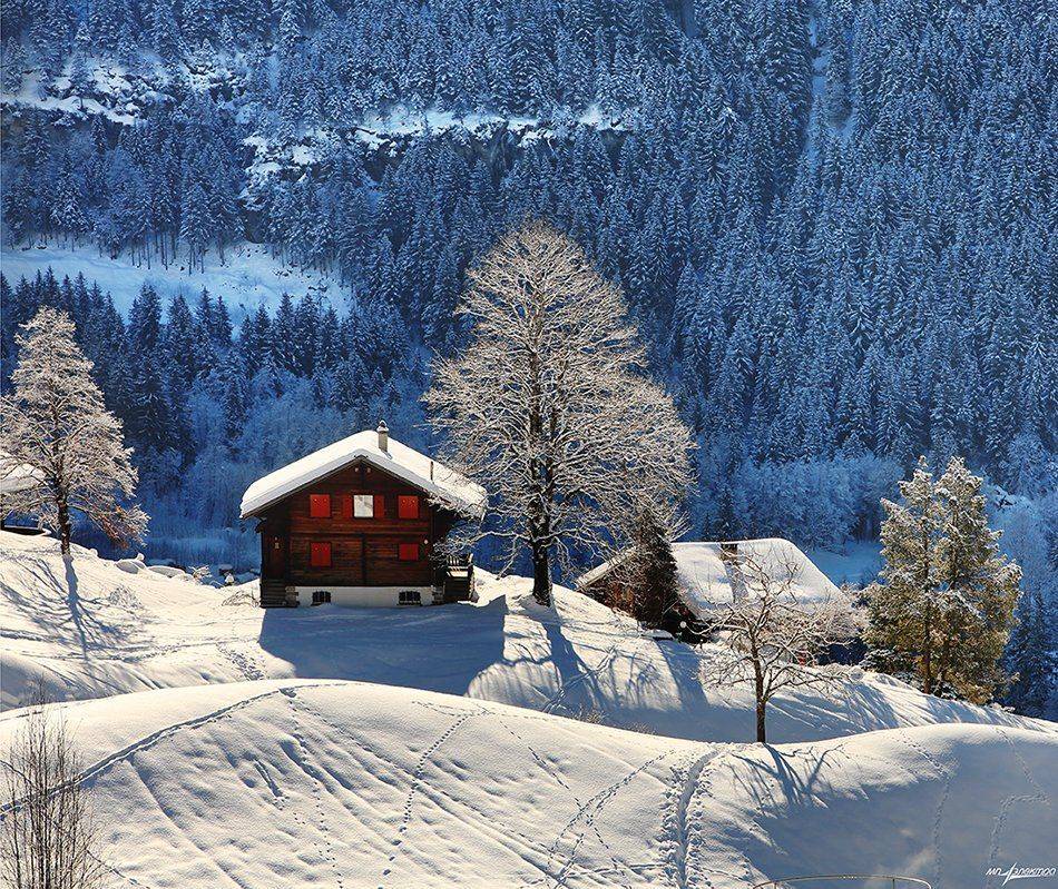 swiss, Матвеев Николай