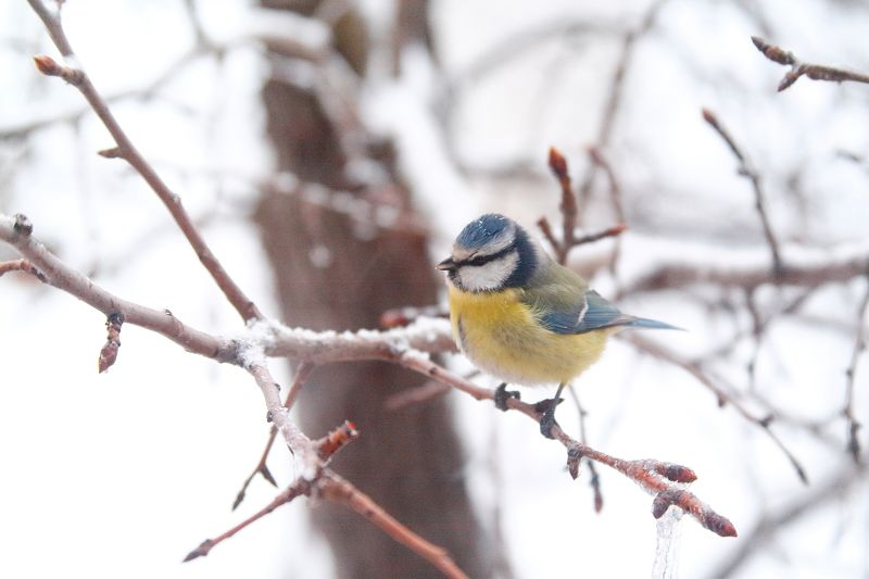 лазоревка Обыкновенная лазоревка фото превью