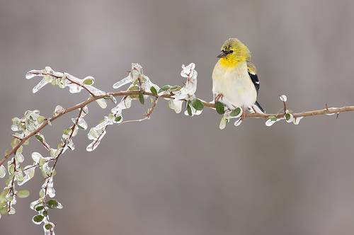 American Goldfinch - Американский чиж