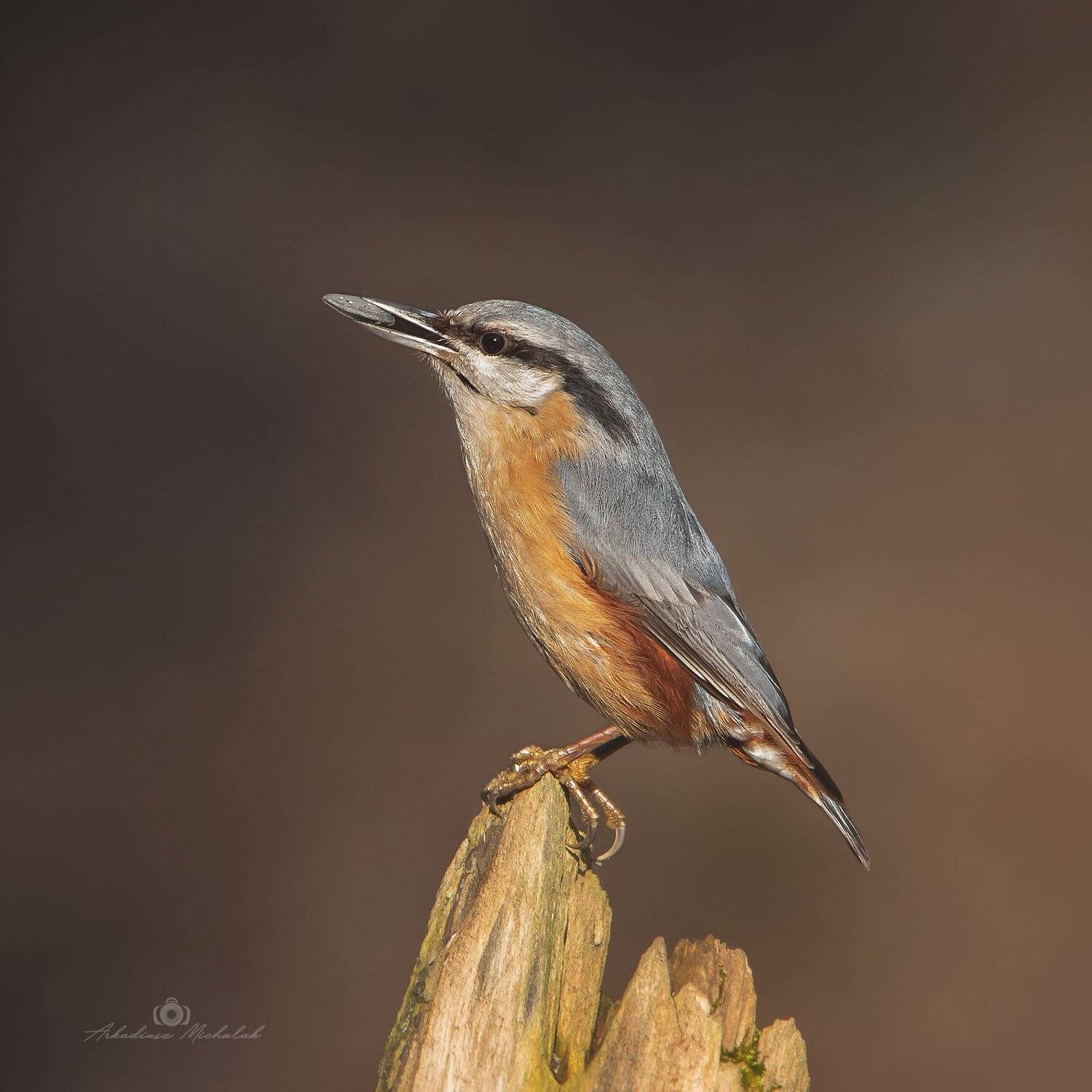 , Arkadiusz Michalak