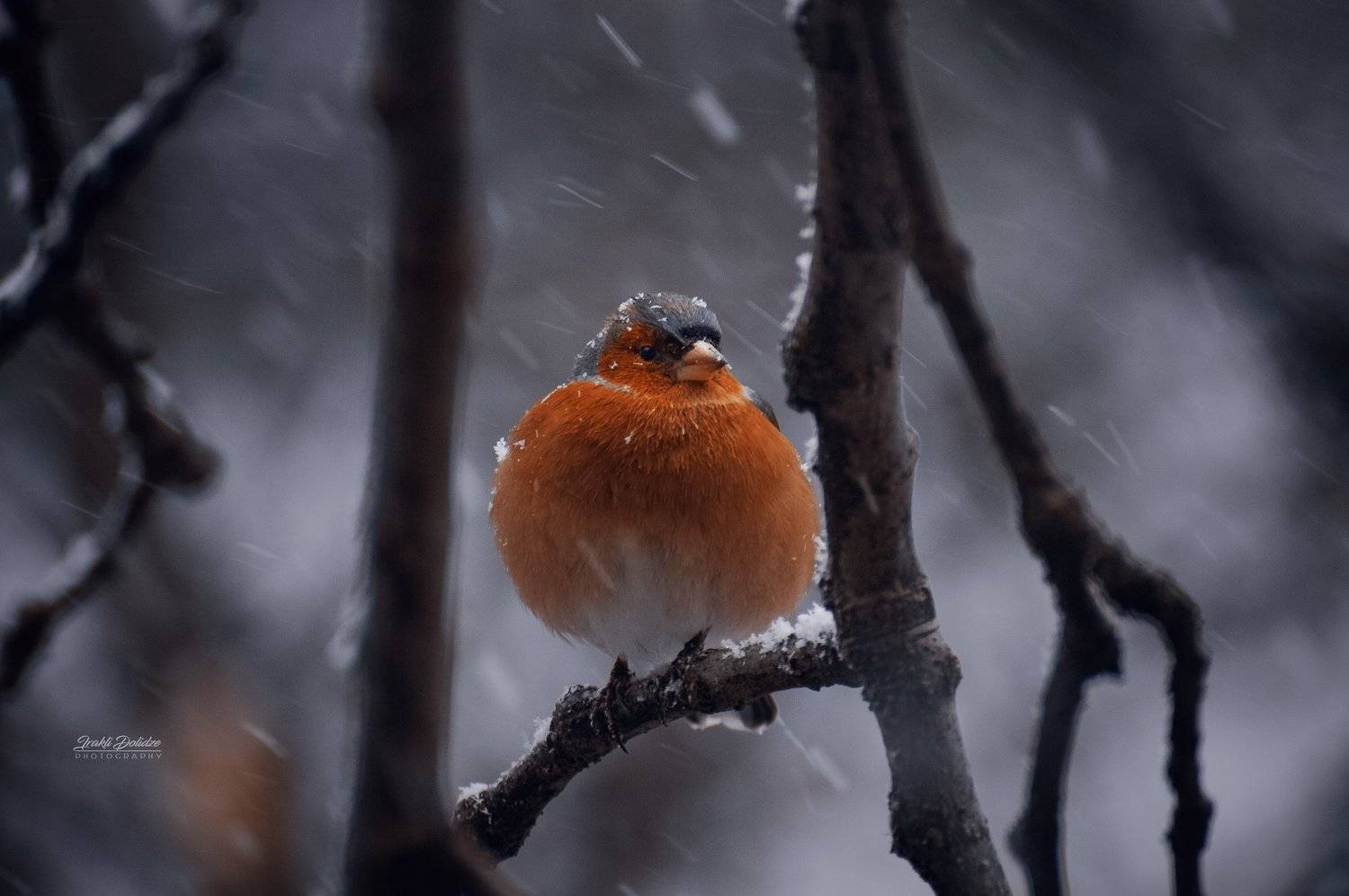 bird, animals, winter, snow, snowy day, snowing, tree, food, hungry, love, photography, nature, ირაკლი დოლიძე