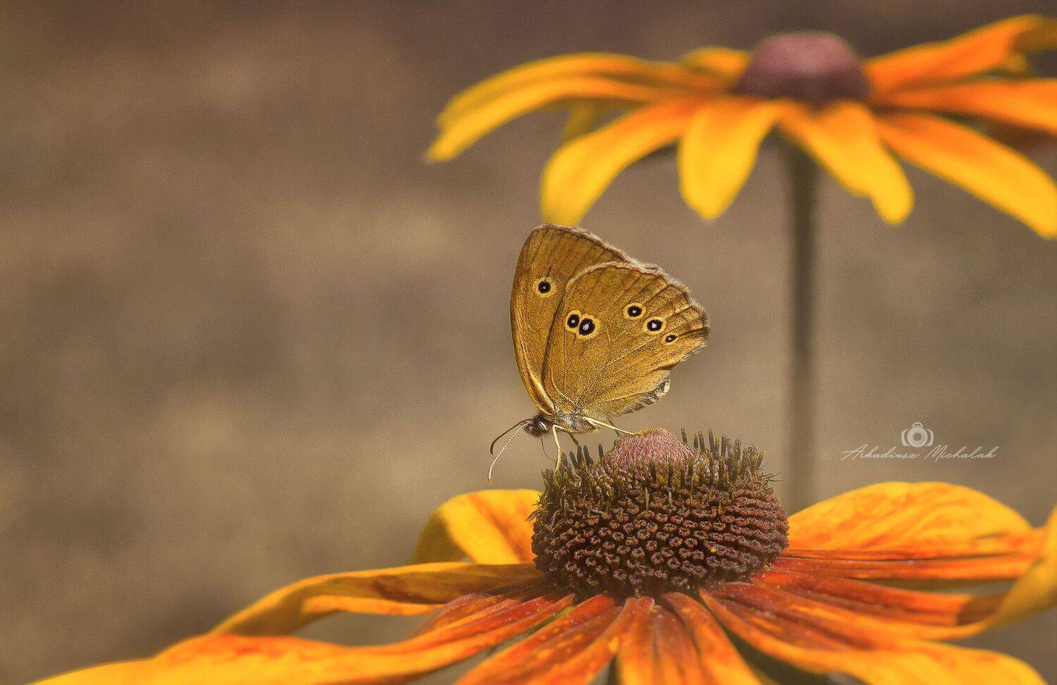 , Arkadiusz Michalak