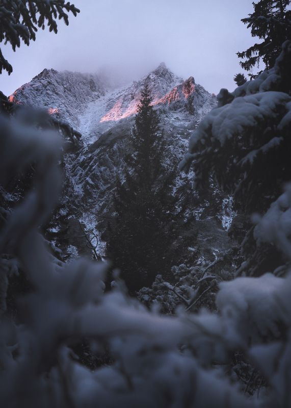 moring light, sunrise, alpenglow, mountains, winter, forest Alpenglow 00 фото превью
