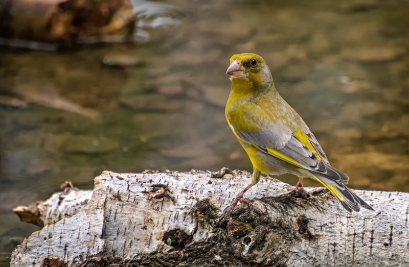 птица, зеленушка, водопой, зеленушка на водопое.. фото превью