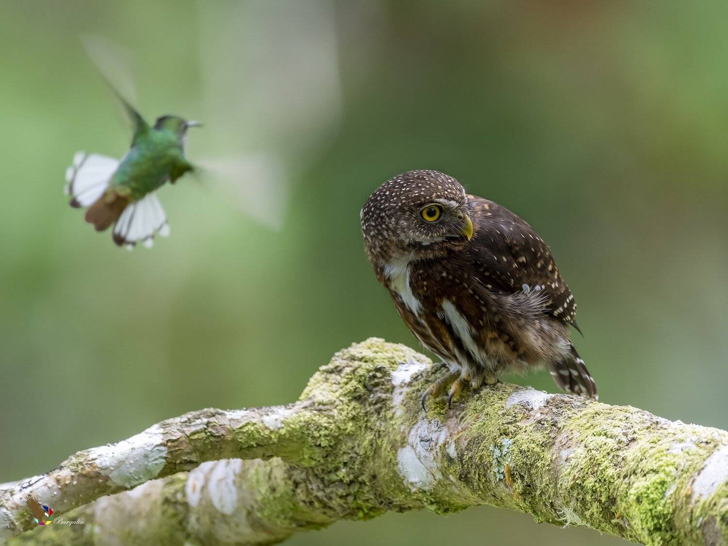 , Fernando Burgalin Sequeira