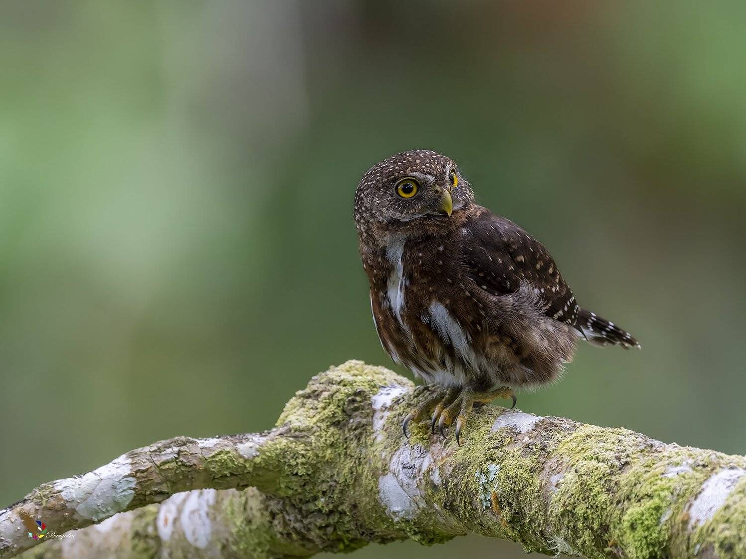 , Fernando Burgalin Sequeira