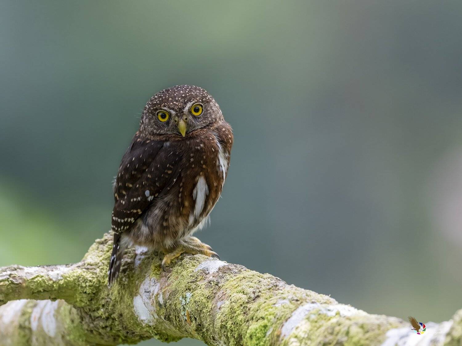 , Fernando Burgalin Sequeira