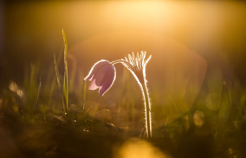 прострел раскрытый, сон-трава, первоцветы, цветы, flowers, primulas, pulsatilla patens Прострел раскрытый (Сон-трава) фото превью