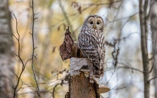 Я оглянулся посмотреть, не оглянулась ли она...