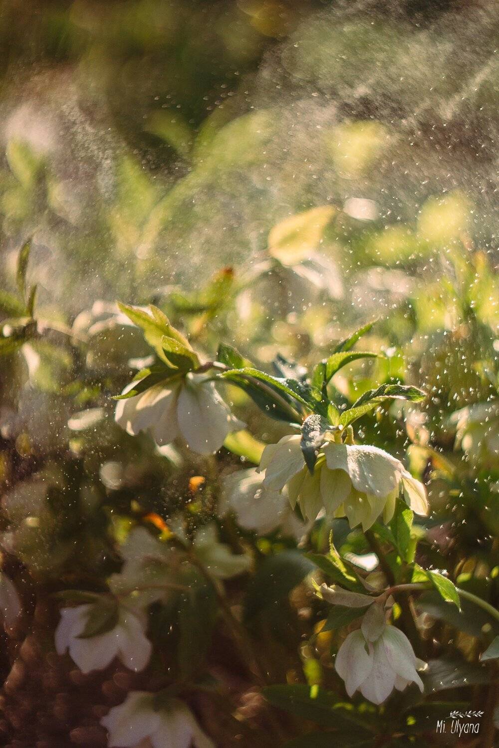 , Ульяна Буканова (Мизинова)