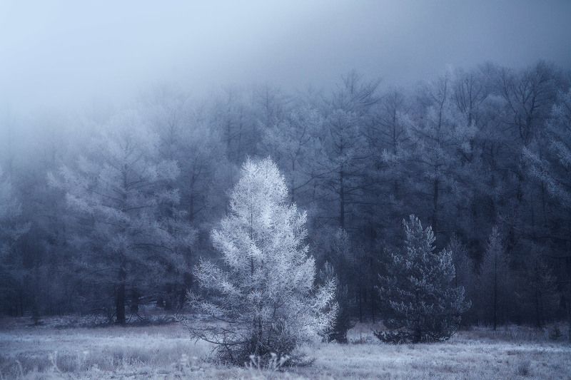 Байкальская лиственница фото превью
