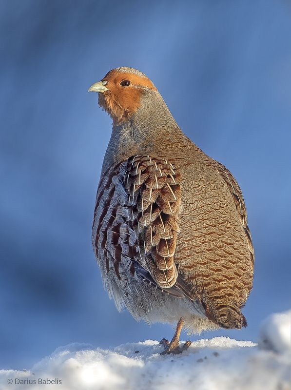 Серая куропатка фото превью