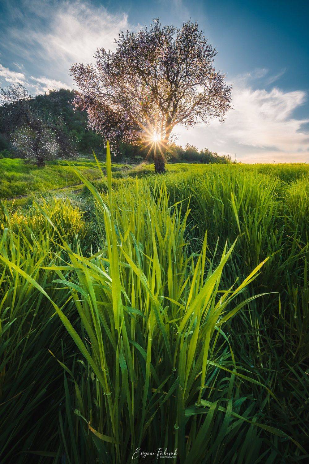 , Evgeni Fabis