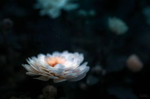 В стране цветочных фей