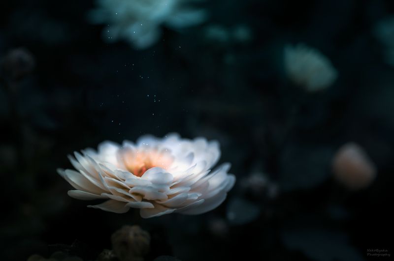 В стране цветочных фей фото превью