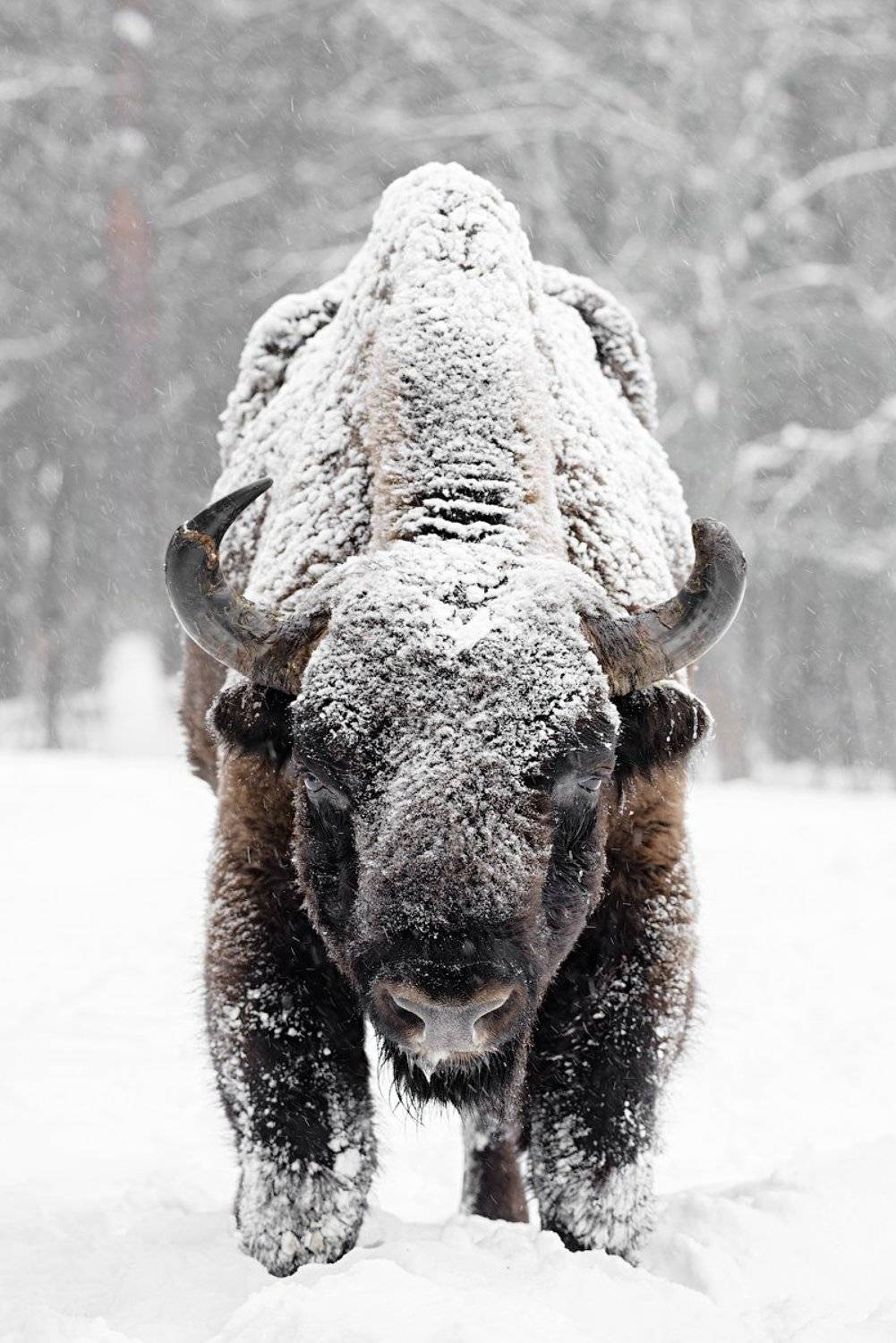 калужскиезасеки, засеки, фотосъемка, фототурвыходногодня, турвыходногодня, туризм, зубр, заповедник, зубковигорь, осень, животные, живаяприрода, природа, приключения, animal, wildanimals, wildlifephotography, wildlife, europeanbison, bison, nikon, natgeo,, Игорь Зубков