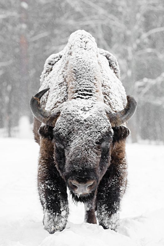 калужскиезасеки, засеки, фотосъемка, фототурвыходногодня, турвыходногодня, туризм, зубр, заповедник, зубковигорь, осень, животные, живаяприрода, природа, приключения, animal, wildanimals, wildlifephotography, wildlife, europeanbison, bison, nikon, natgeo, Взгляд фото превью