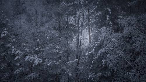 Образы зимы