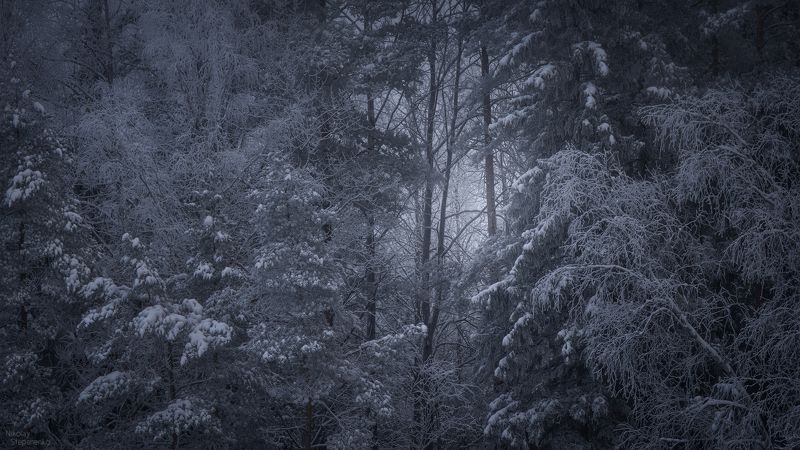 зима, лес, деревья, снег, образы, ленинградская область Образы зимы фото превью