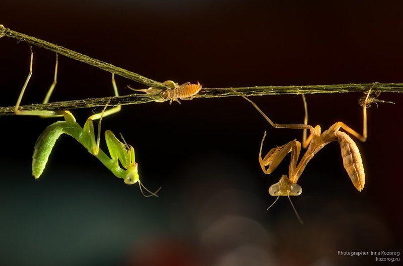 Двое нас, а он - один... фото превью
