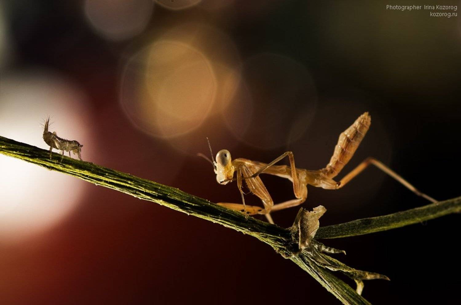 , Ирина Козорог