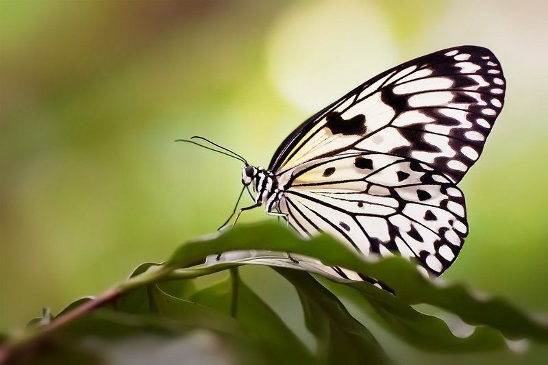 Black & White фото превью