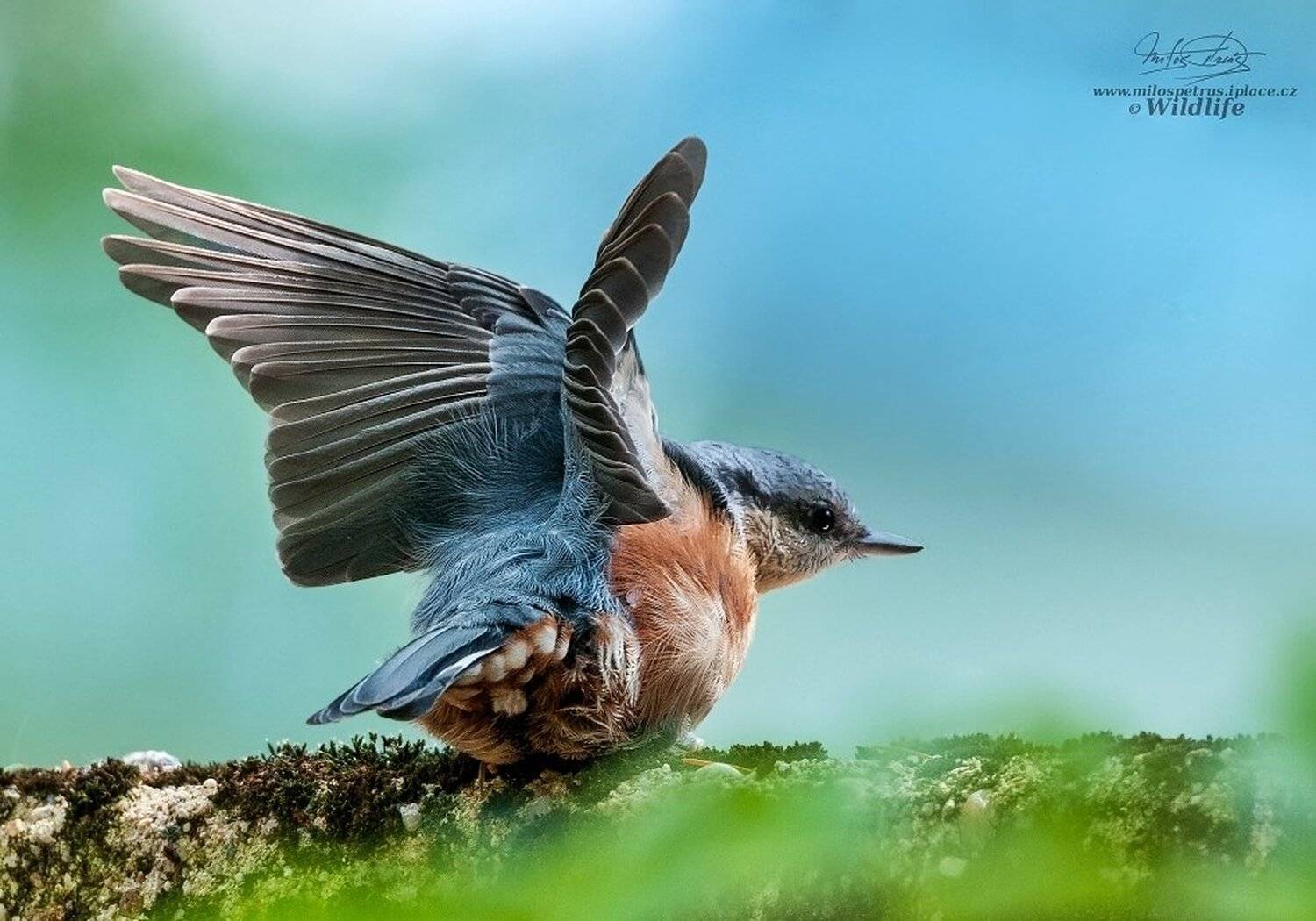 , Milo&scaron; Petru&scaron;