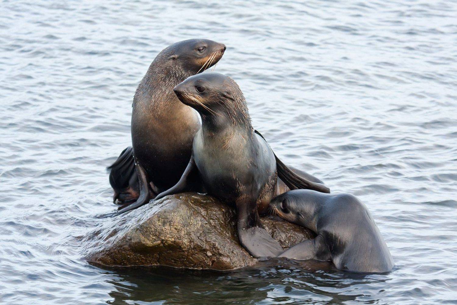 северные морские котики, командоры, остров беринга, Дмитрий Уткин