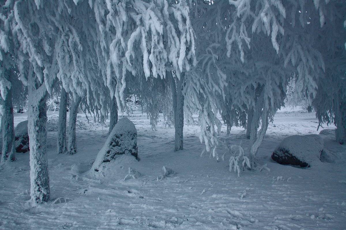 , Николай Морский