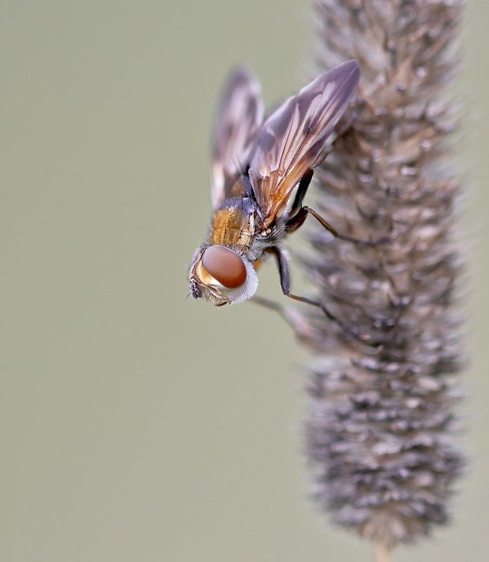 Бородатая фото превью