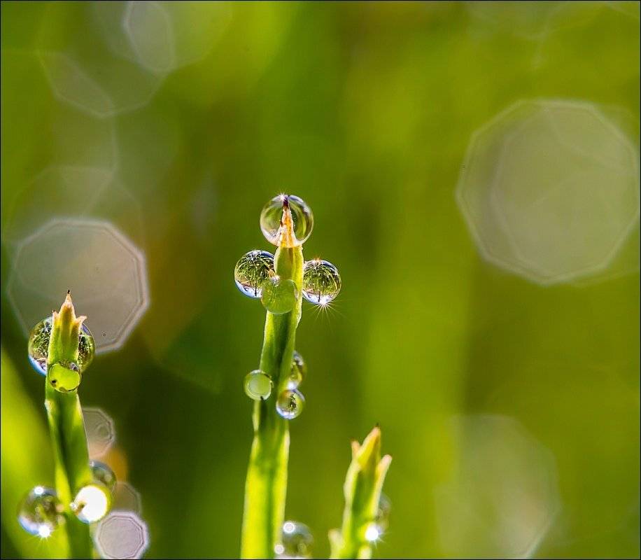 , Бурлов Андрей