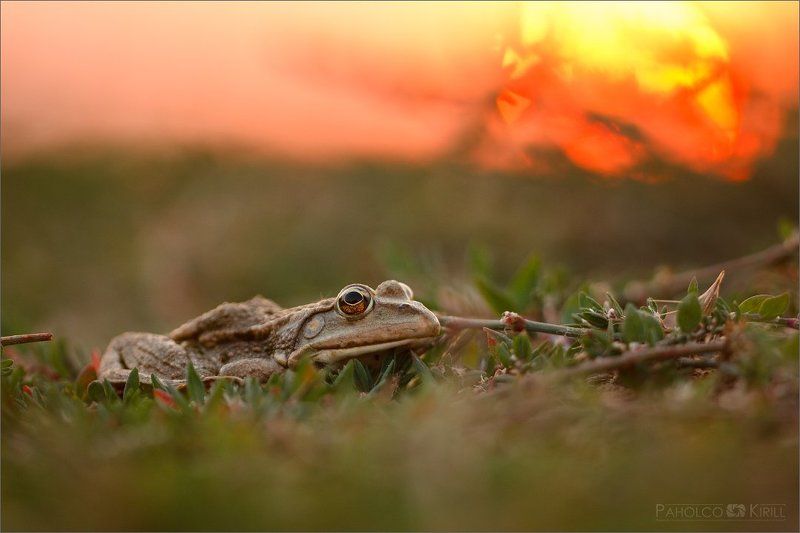 *** фото превью