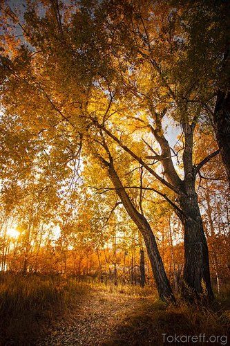 осень на о.Татышев (Красноярск)
