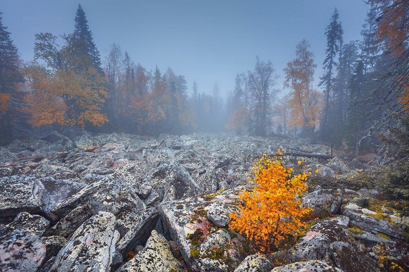 Маленькая, но зато желтее всех! фото превью