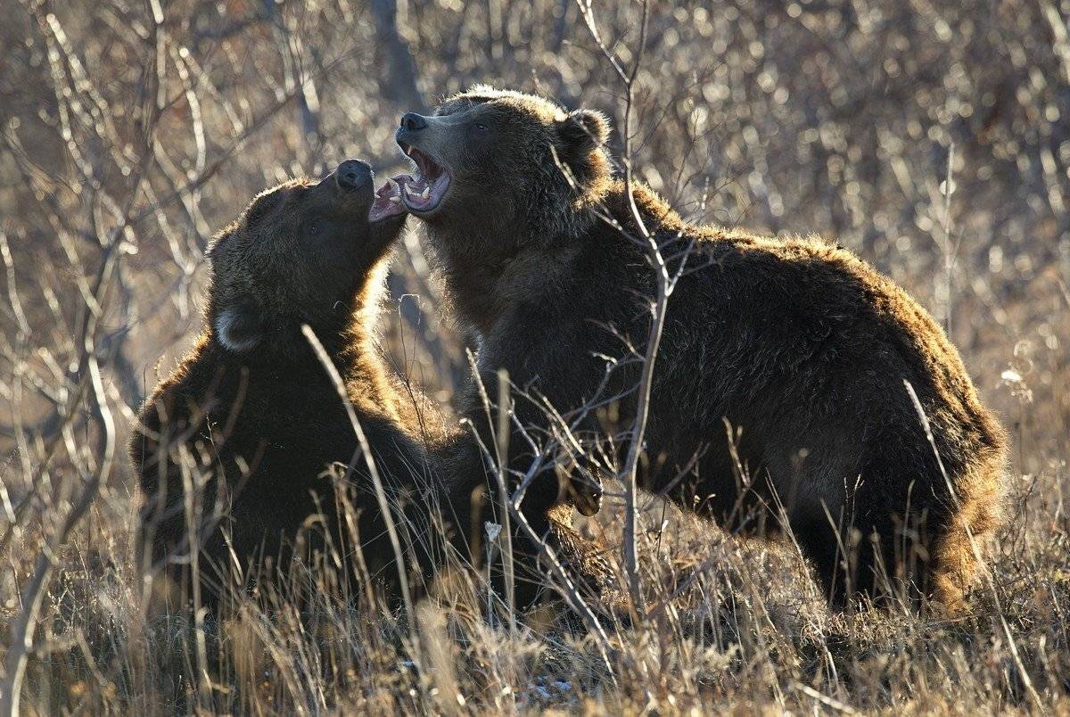 Камчатка дикая природа россии, Курильское озеро южно-камчатский, Сергей Иванов