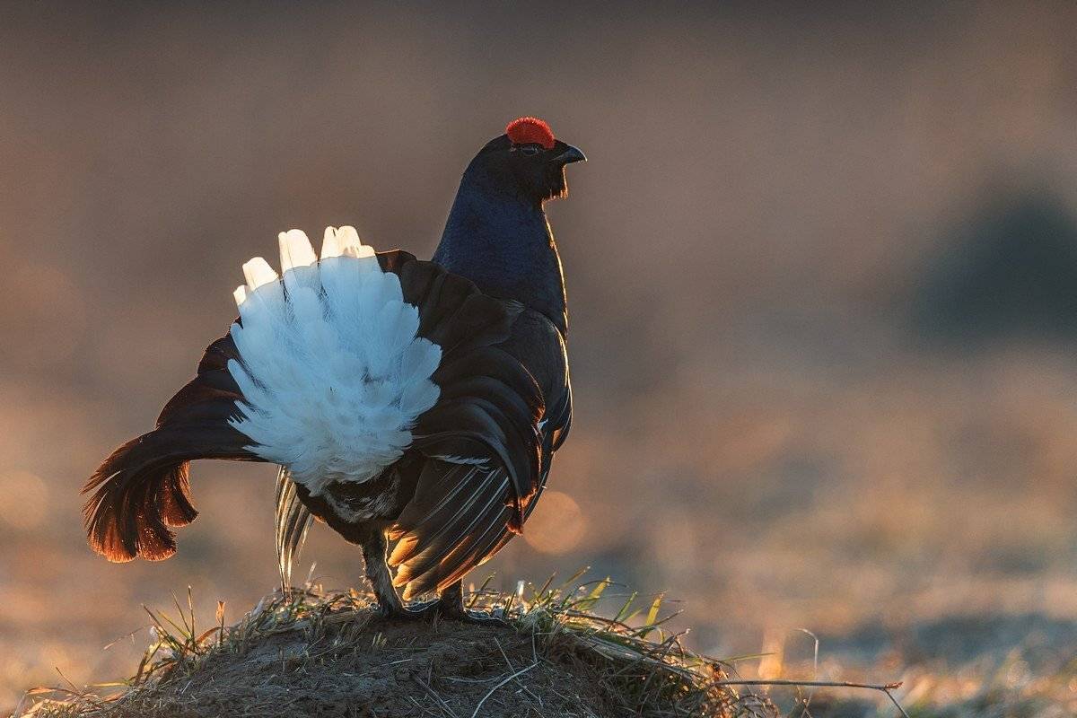 тетерев, сергей, иванов, дикая, природа, россии, Сергей Иванов