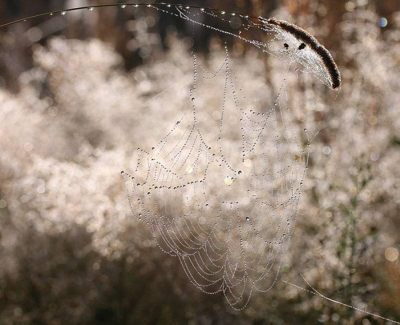 , Иваненко Светлана