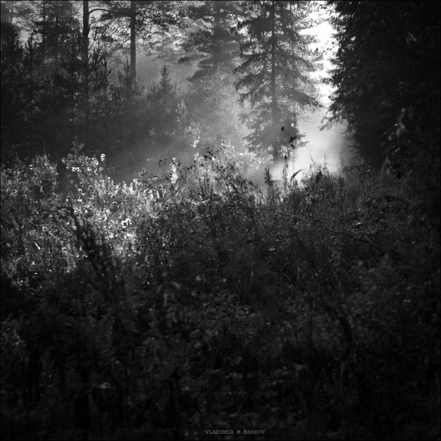 , Vladimir Markov