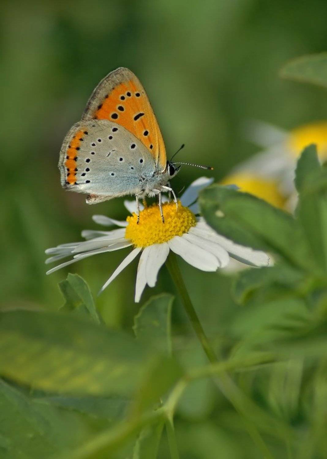, Чепленко Алексей