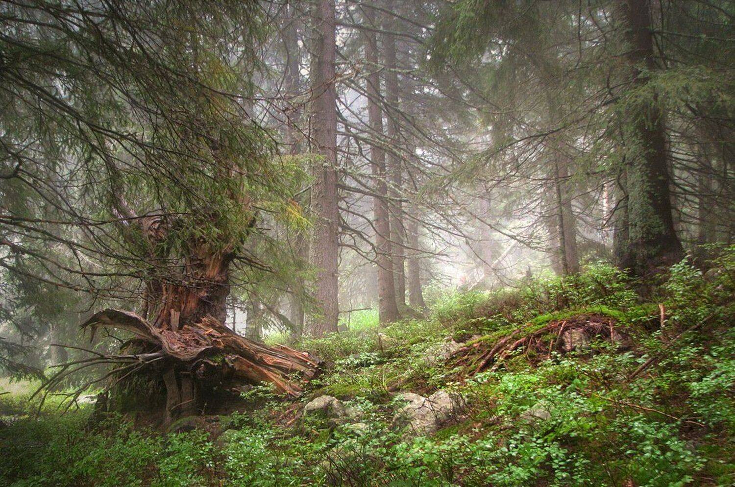 , Ирина Костова