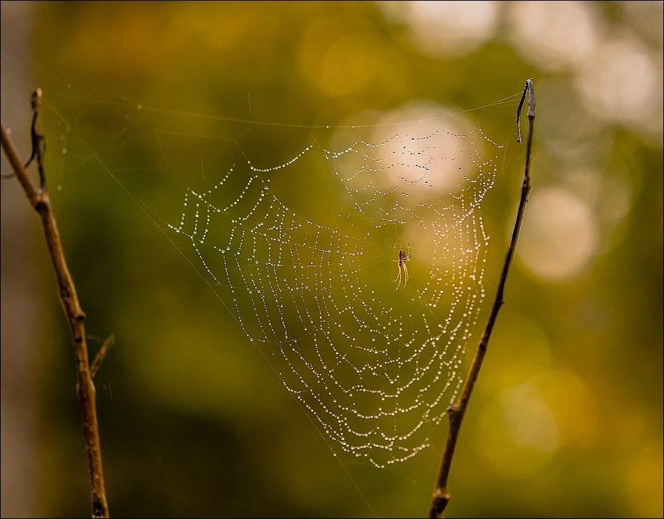 , Бурлов Андрей