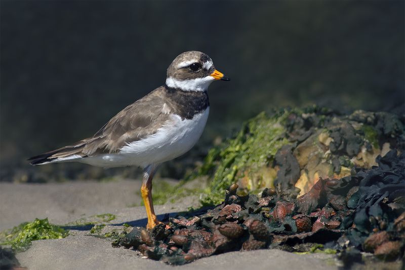 Галстучник (Charadrius hiaticula) фото превью